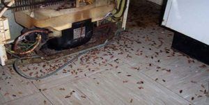 Поморить тараканов в квартире в Оренбурге, цены