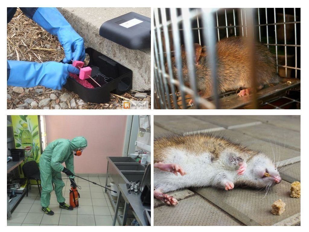 Обработка от грызунов крыс и мышей в Оренбурге