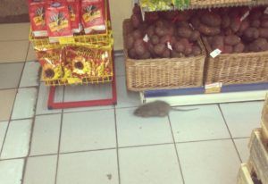 Дезинфекция от грызунов, крыс и мышей в Оренбурге