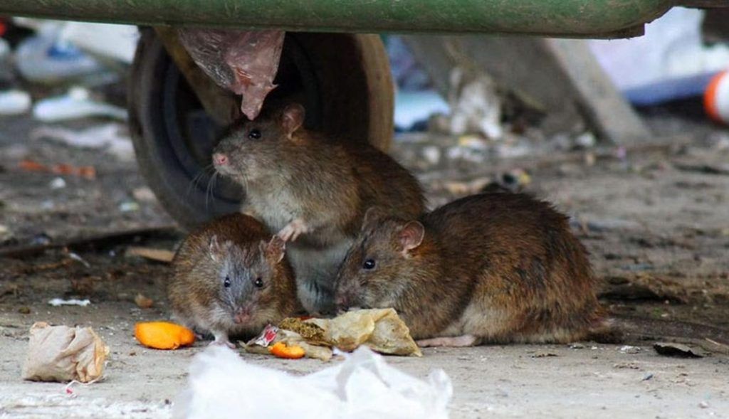 Травить грызунов крыс и мышей в Оренбурге