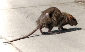 Фирма по уничтожению грызунов, крыс и мышей в Оренбурге