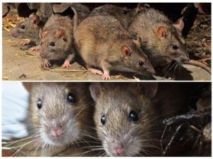 Травить грызунов крыс и мышей в Оренбурге