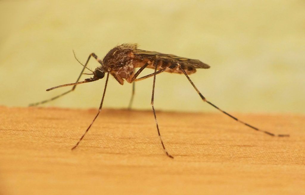 Уничтожение комаров в Оренбурге