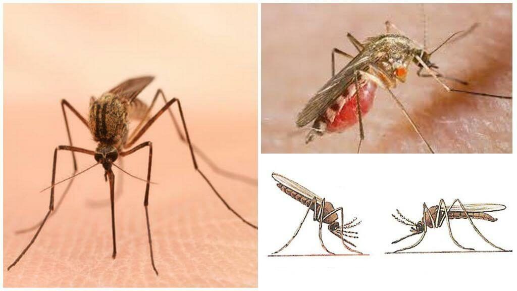 Уничтожение комаров в Оренбурге