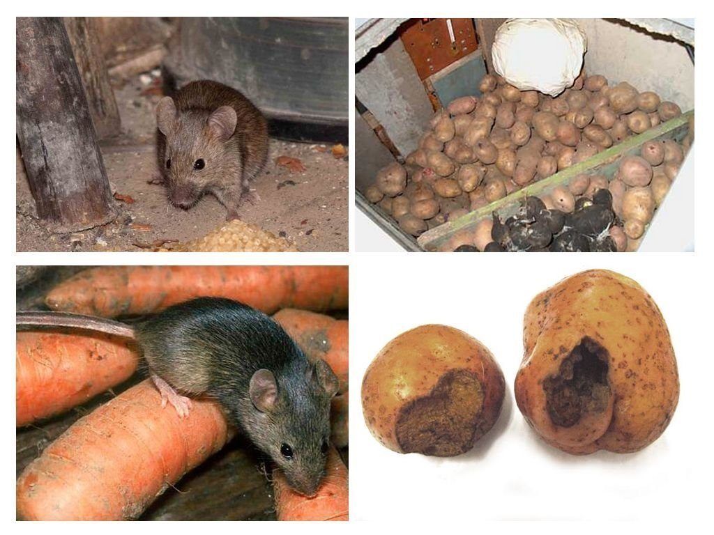 Обработка от грызунов крыс и мышей в Оренбурге