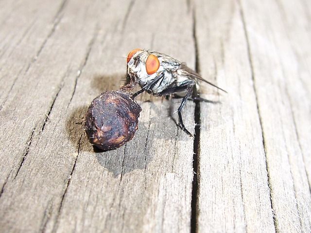 Профессиональное уничтожение мух в Оренбурге с гарантией
