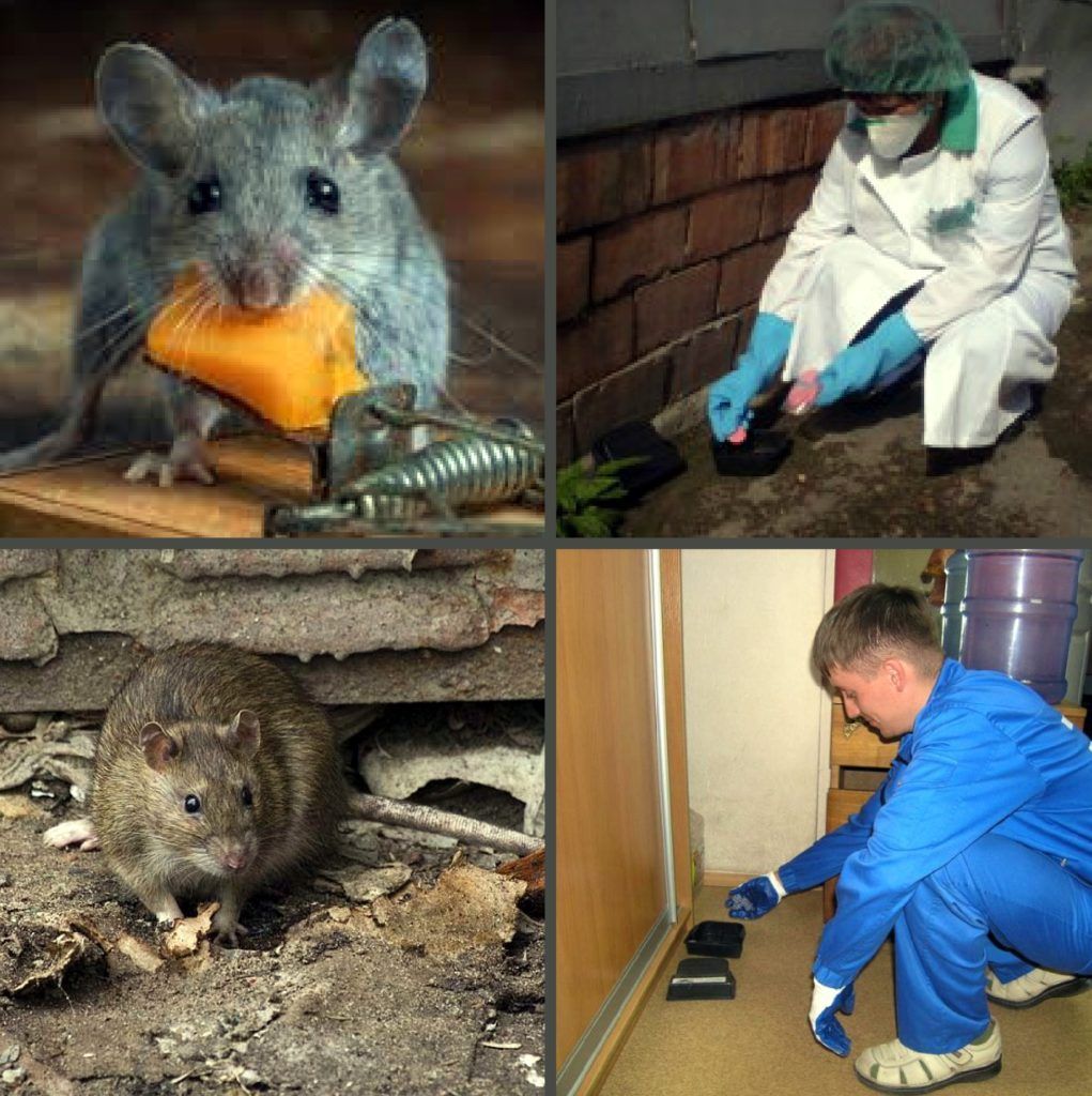 Дезинфекция от грызунов, крыс и мышей в Оренбурге