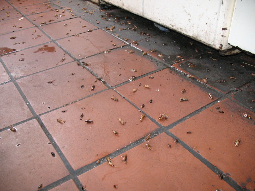 Уничтожение тараканов в квартире в Оренбурге 