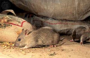 Дератизация от грызунов от крыс и мышей в Оренбурге