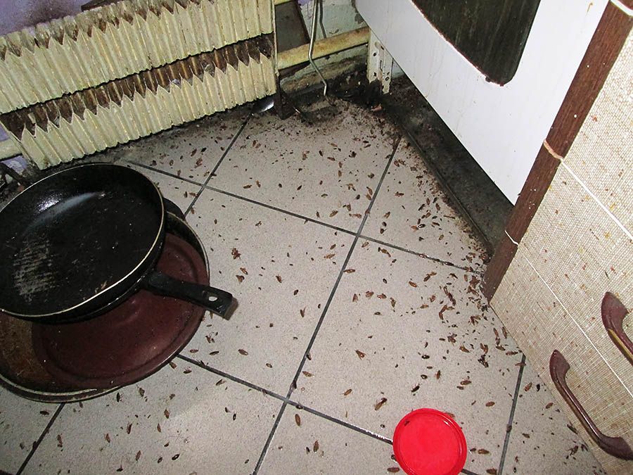 Санэпидемстанция от тараканов в Оренбурге, вызвать, цены